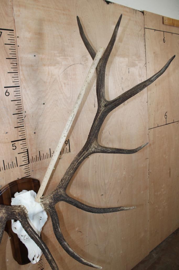 XL 12-Point ELK Skull on a Wood Plaque - 9