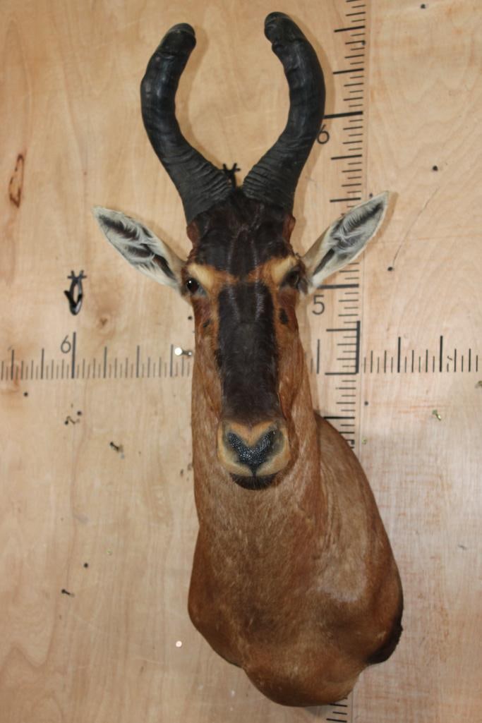 RED HARTEBEEST Shoulder Mount: Very Nice, Clean, and Newer RED HARTEBEEST Shoulder Mount. It is in Very Good Condition. TAXIDERMY 