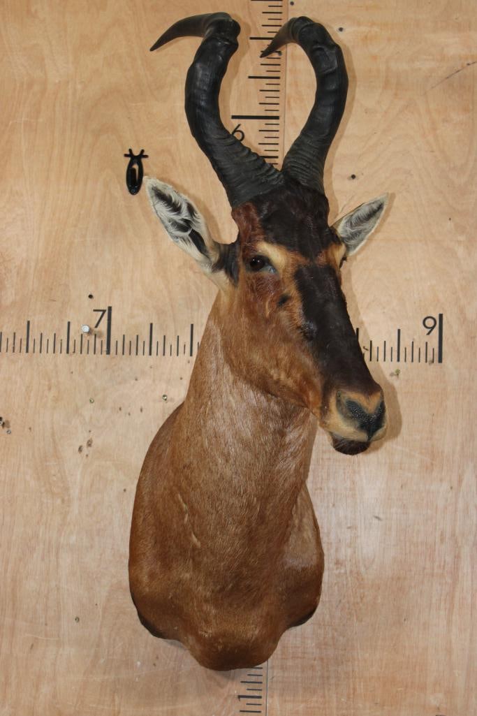 RED HARTEBEEST Shoulder Mount - 2