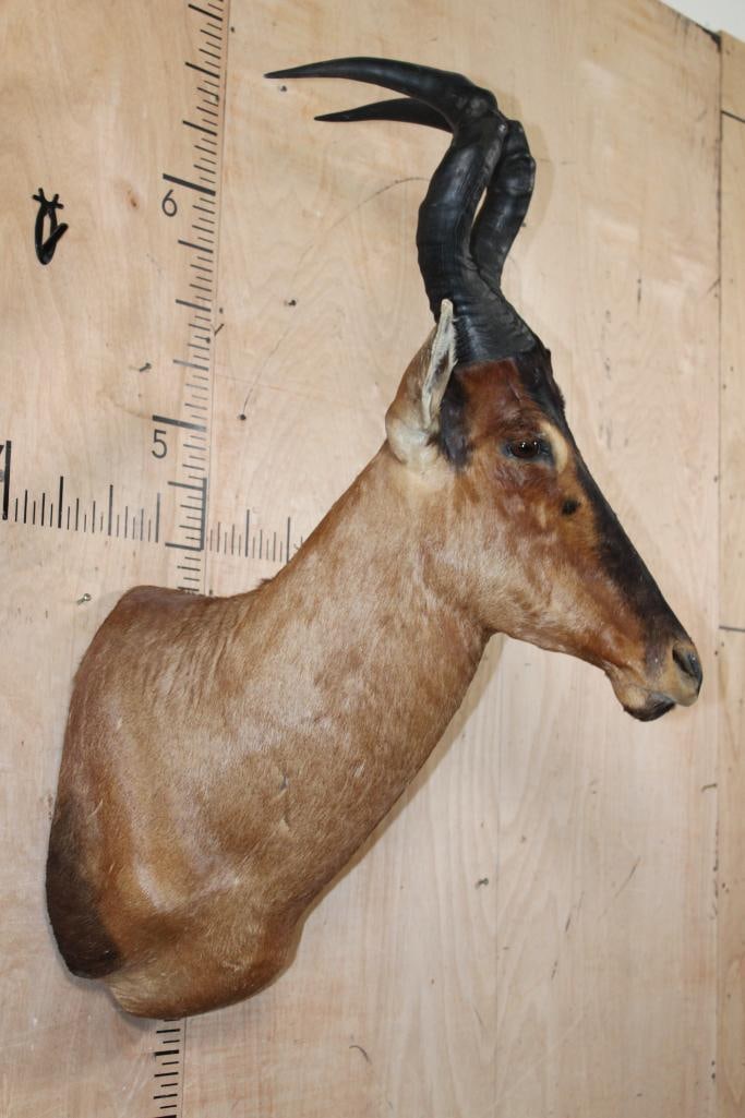 RED HARTEBEEST Shoulder Mount - 3