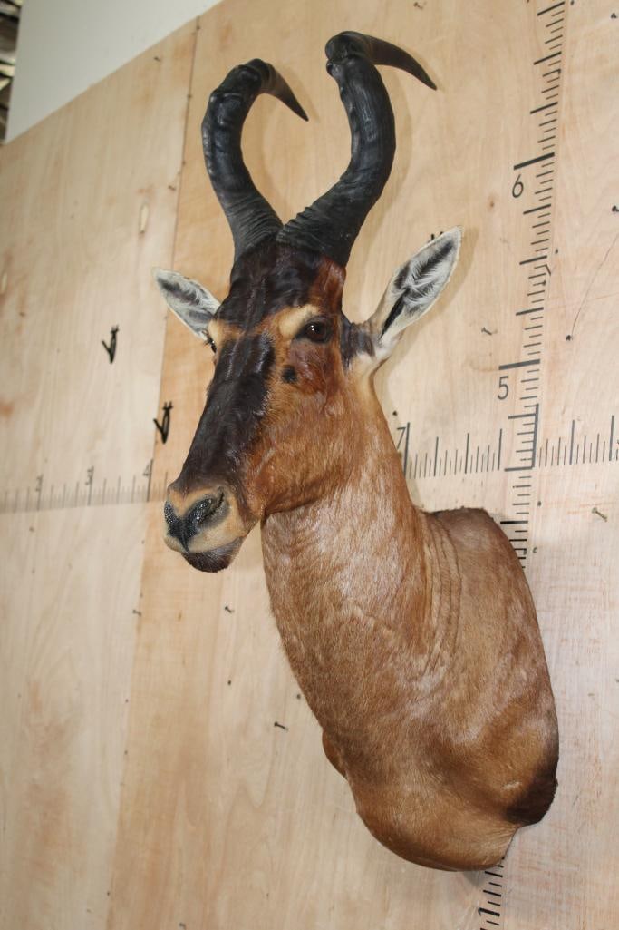RED HARTEBEEST Shoulder Mount - 4