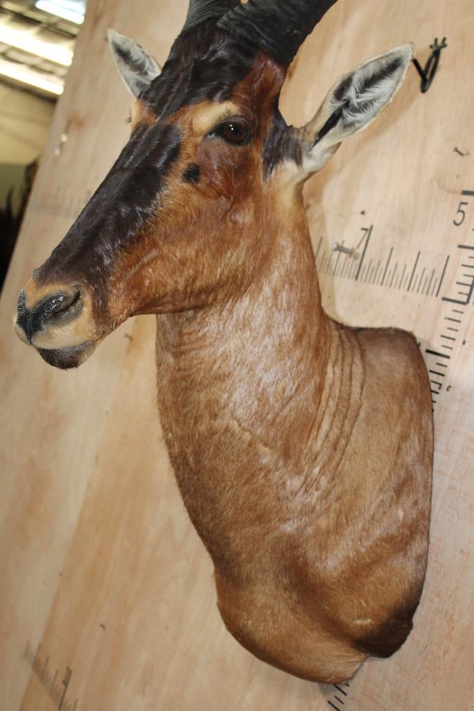 RED HARTEBEEST Shoulder Mount - 5