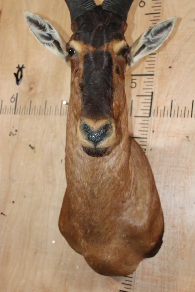 RED HARTEBEEST Shoulder Mount - 6