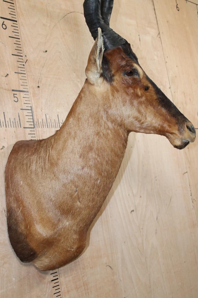 RED HARTEBEEST Shoulder Mount - 7