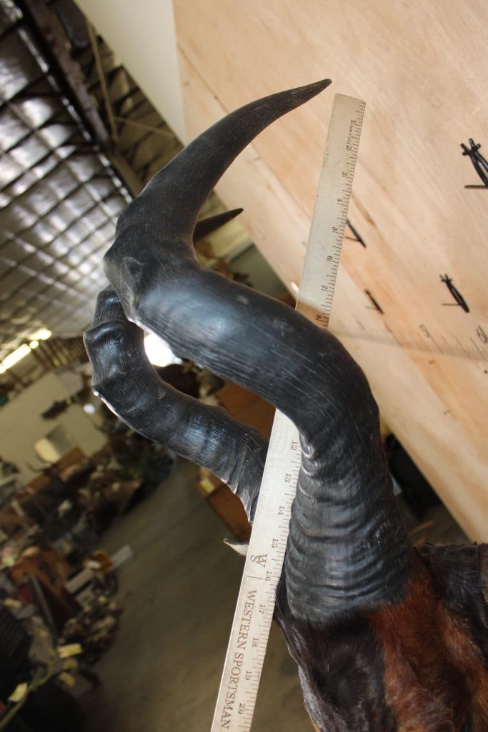 RED HARTEBEEST Shoulder Mount - 9