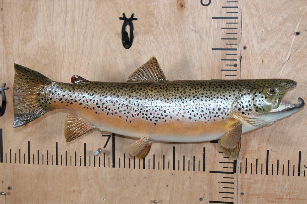 *Real Skin* BROWN TROUT Fish Mount: *Real Skin* BROWN TROUT Fish Mount. It measures 26" Long and is in Good Condition. TAXIDERMY FISH 