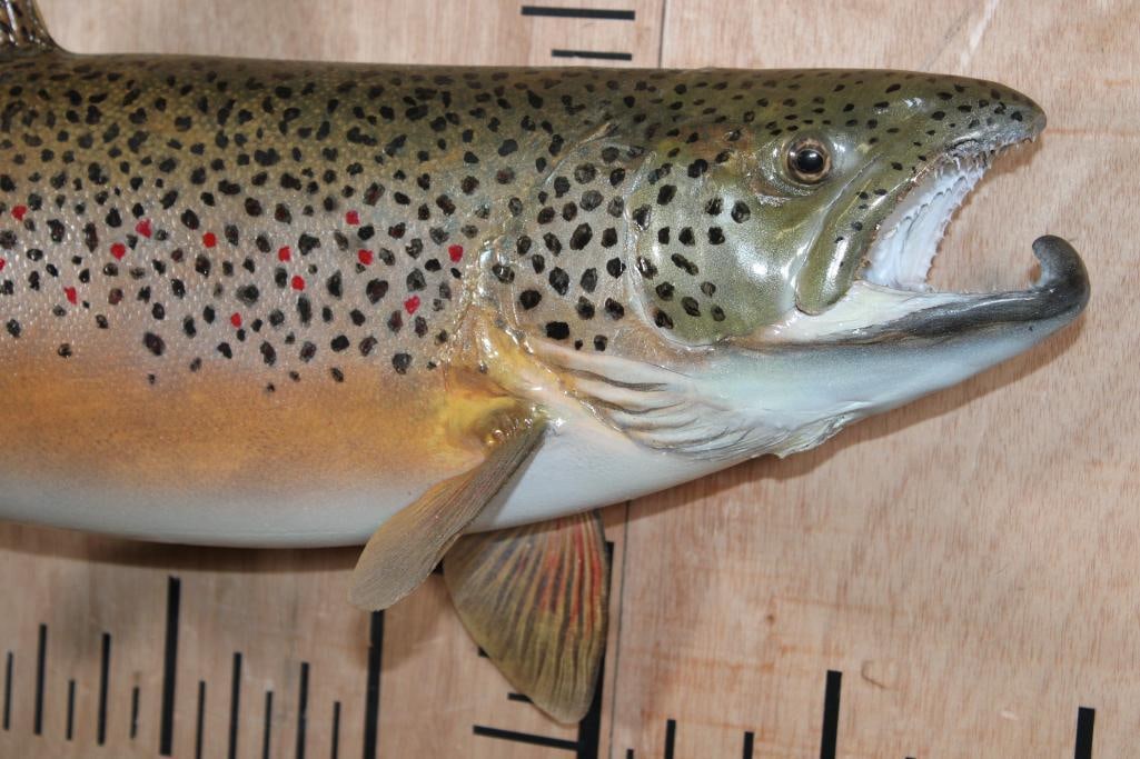 *Real Skin* BROWN TROUT Fish Mount - 2