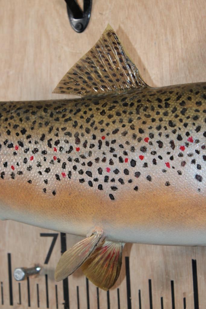 *Real Skin* BROWN TROUT Fish Mount - 3