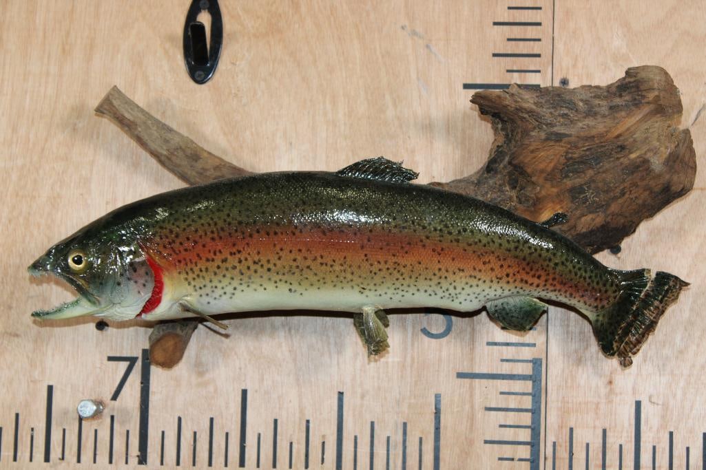 *Real Skin* RAINBOW TROUT on a Driftwood Base: *Real Skin* RAINBOW TROUT on a Driftwood Base. It measures 19" Long and has some fin damage. TAXIDERMY FISH 