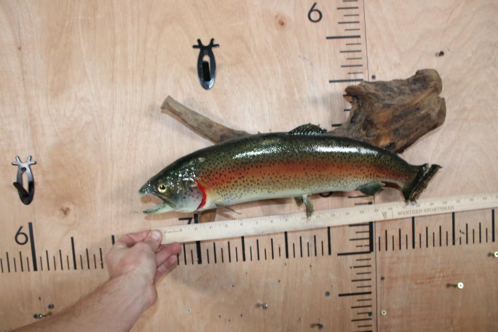 *Real Skin* RAINBOW TROUT on a Driftwood Base - 5