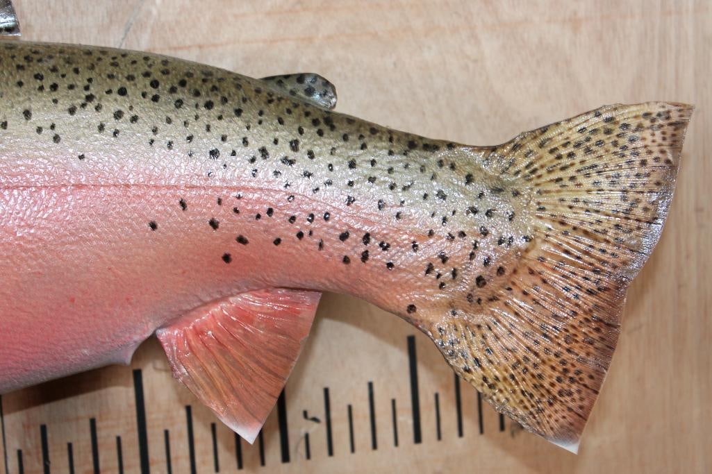 *Real Skin* STEELHEAD TROUT Fish Mount - 4