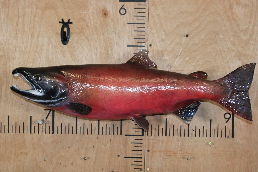 Reproduction SOCKEYE SALMON or COHO SALMON Fish Mount: Very Nice, Newer, and Clean Reproduction SOCKEYE SALMON or COHO SALMON Fish Mount. It measures 29" Long and is in Very Good Condition. TAXIDERMY FISH 