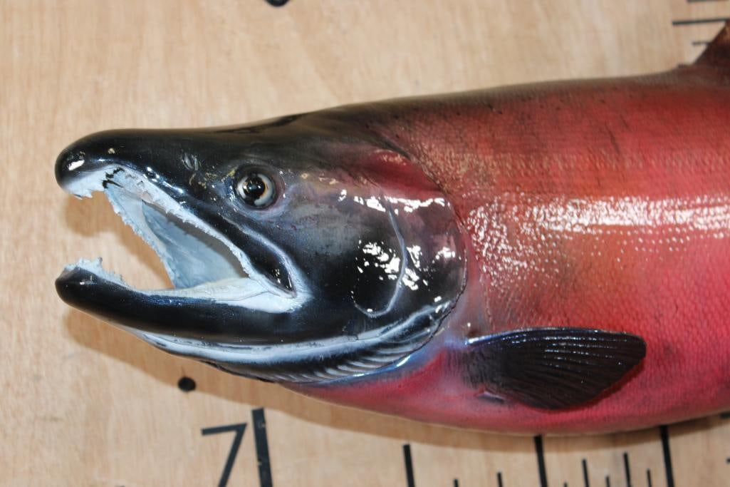 Reproduction SOCKEYE SALMON or COHO SALMON Fish Mount - 2