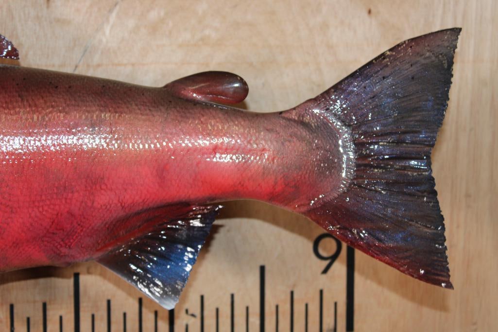Reproduction SOCKEYE SALMON or COHO SALMON Fish Mount - 4