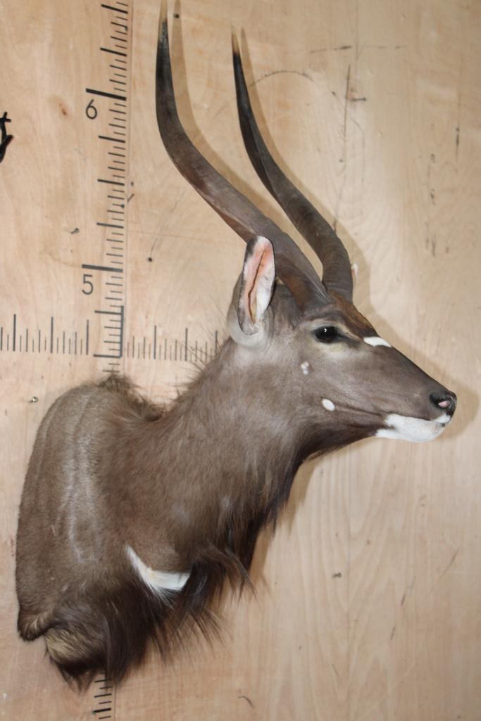 *Like New* NYALA Shoulder Mount - 3