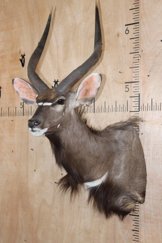 *Like New* NYALA Shoulder Mount - 4