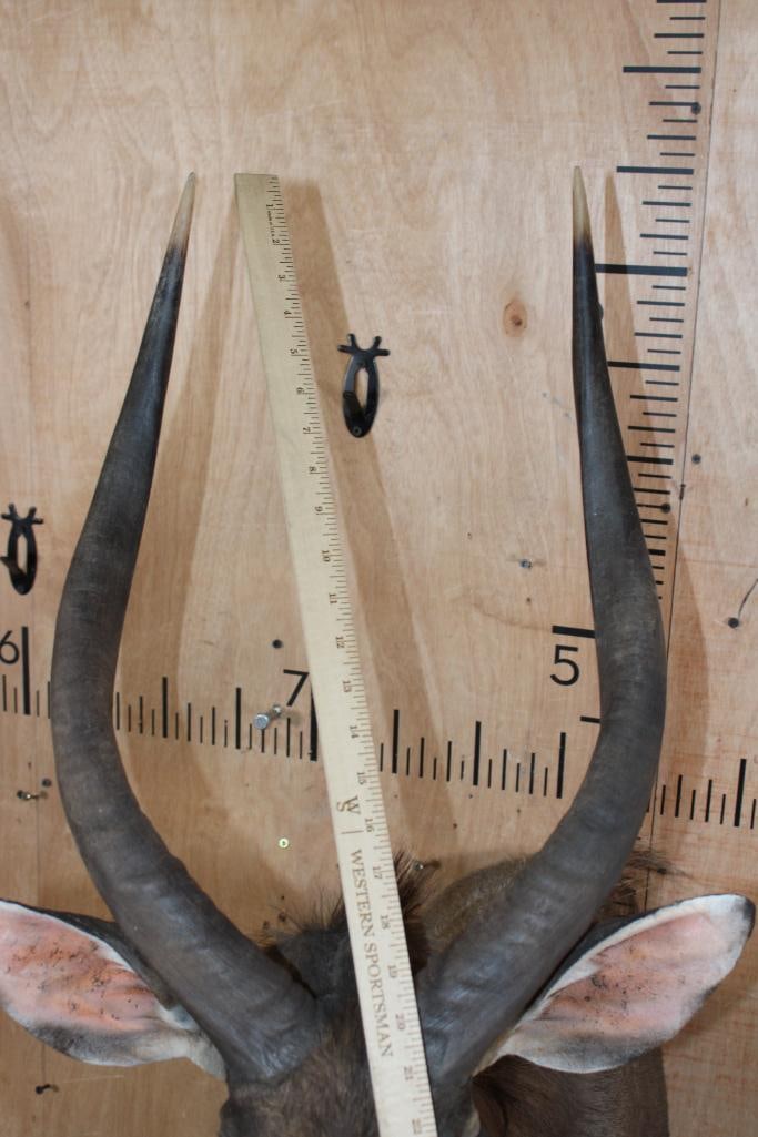 *Like New* NYALA Shoulder Mount - 8