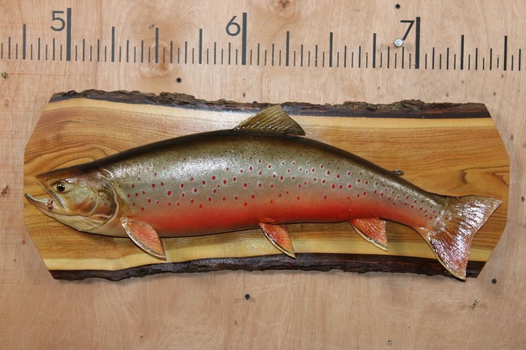 *Real Skin* XXL BROOK TROUT mounted on a Wood Slice: Very Nice *Real Skin* XXL BROOK TROUT. The Trout measures 31" Long and is mounted on a Wood Slice. It was made by American Taxidermy in International Falls, Minnesota and is in Very Good Condition.