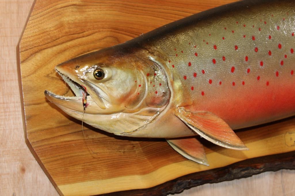 *Real Skin* XXL BROOK TROUT mounted on a Wood Slice - 2