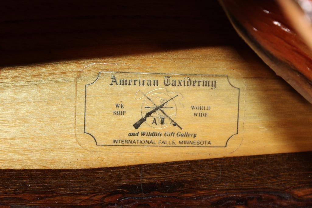 *Real Skin* XXL BROOK TROUT mounted on a Wood Slice - 4