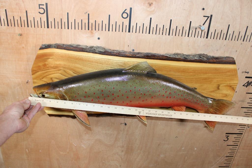 *Real Skin* XXL BROOK TROUT mounted on a Wood Slice - 6