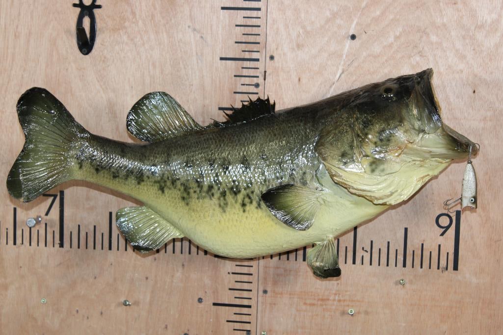 *Real Skin* LARGE MOUTH BASS Fish Mount with Heddon Lure: *Real Skin* LARGE MOUTH BASS Fish Mount. It measures 26" Long and was 18.5 lbs when it was Taken in Georgia. There is a Heddon Baby Lucky 13 Fishing Lure in its mouth. There is fin damage. TAXIDERMY