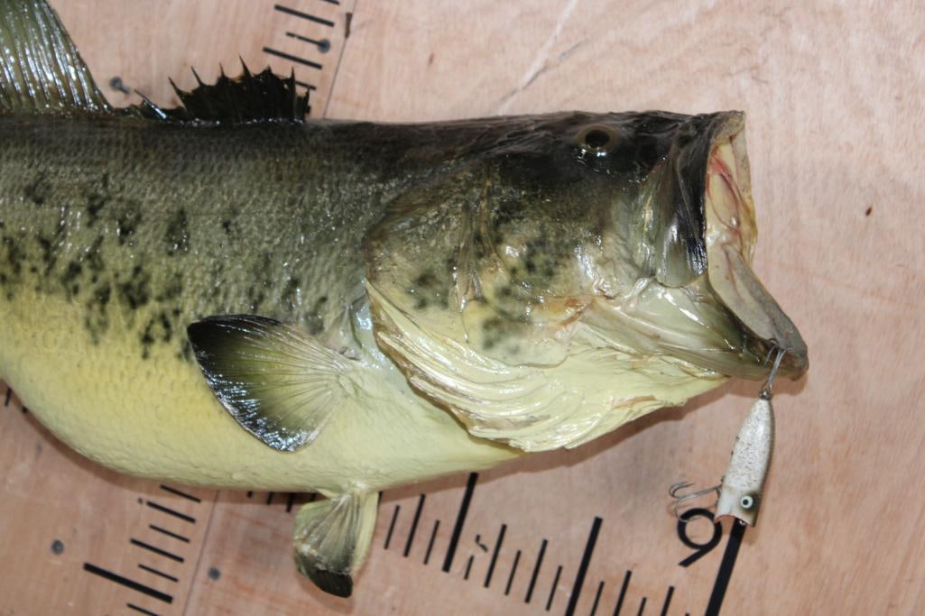 *Real Skin* LARGE MOUTH BASS Fish Mount with Heddon Lure - 2