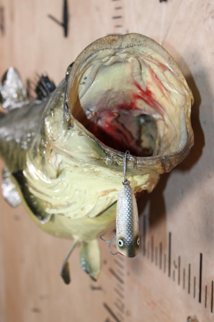 *Real Skin* LARGE MOUTH BASS Fish Mount with Heddon Lure - 7