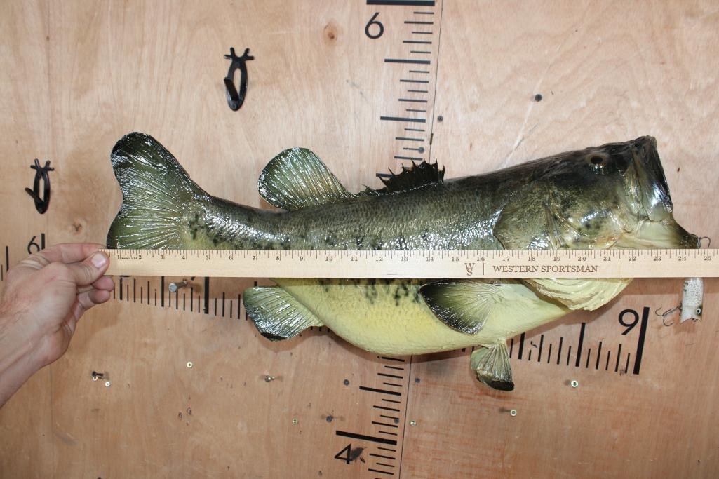 *Real Skin* LARGE MOUTH BASS Fish Mount with Heddon Lure - 8