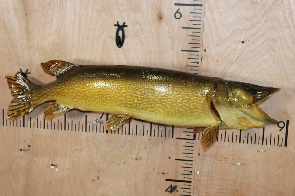 Big *Real Skin* NORTHERN PIKE Fish Mount: Big *Real Skin* NORTHERN PIKE Fish Mount. The tail has minor damage, otherwise it is in Good Condition. TAXIDERMY FISH 