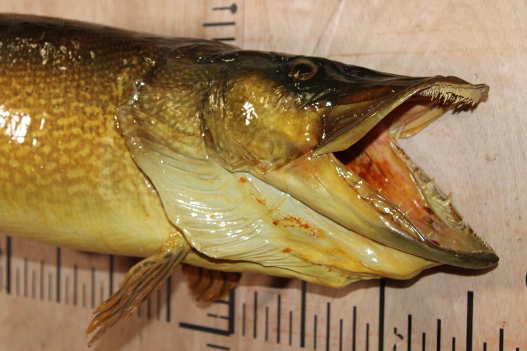 Big *Real Skin* NORTHERN PIKE Fish Mount - 2