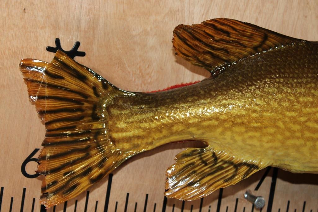 Big *Real Skin* NORTHERN PIKE Fish Mount - 5