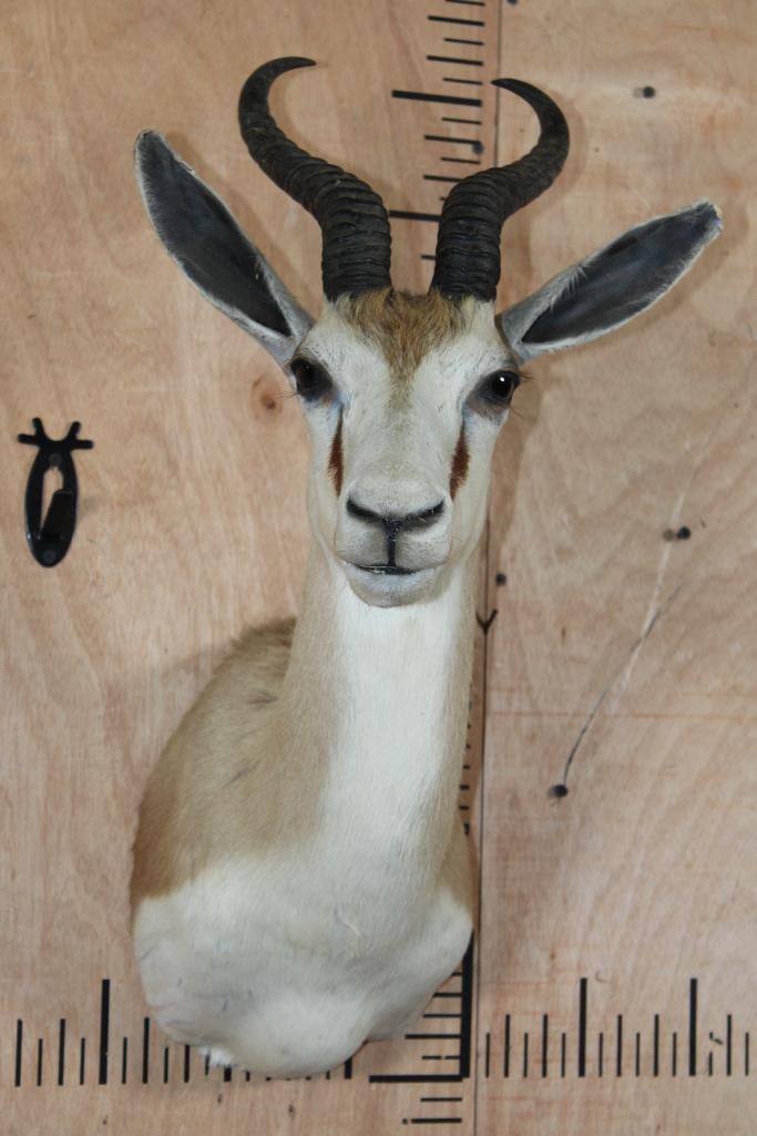 SPRINGBOK Shoulder Mount: Very Nice and Clean SPRINGBOK Shoulder Mount. The Left Horn measures 10.25" Long and the Right Horn measures 10.5" Long. TAXIDERMY 
