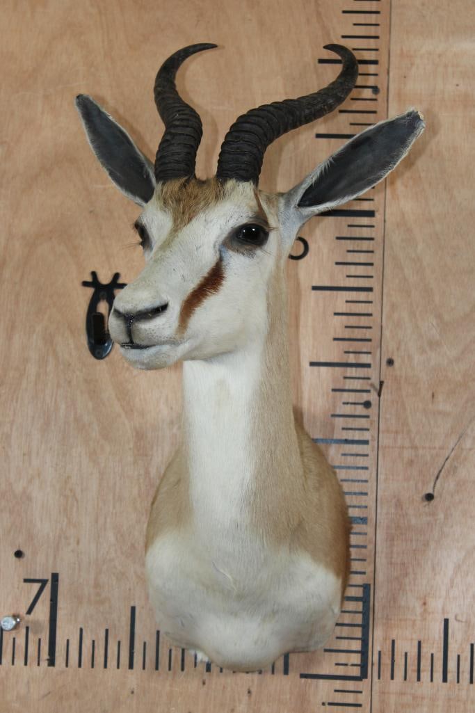 SPRINGBOK Shoulder Mount - 2