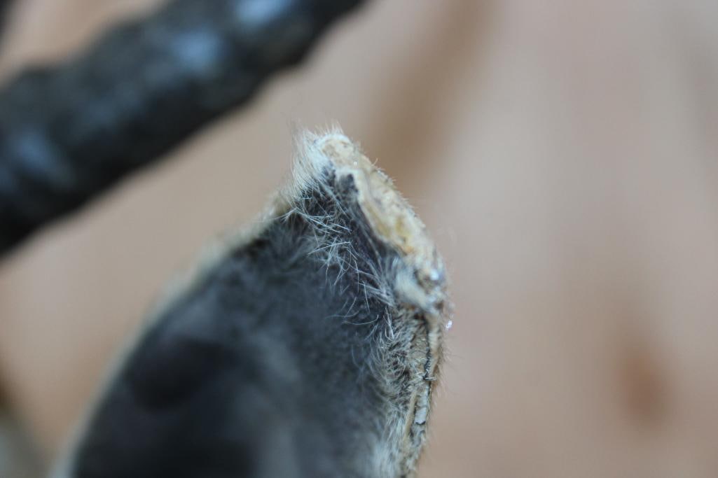 SPRINGBOK Shoulder Mount - 4