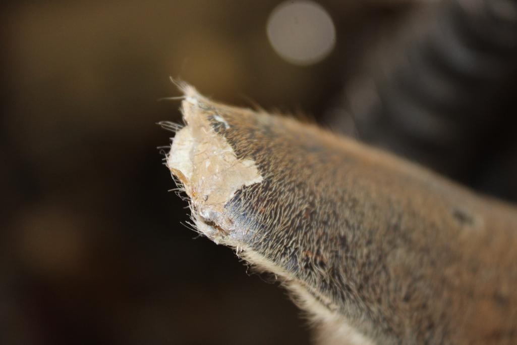 SPRINGBOK Shoulder Mount - 5