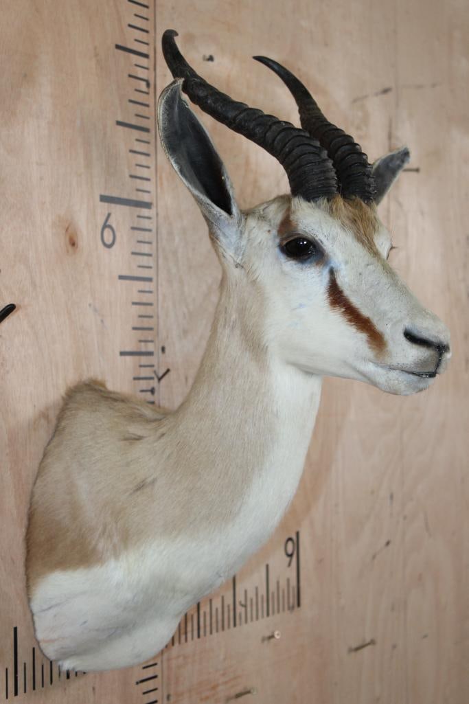 SPRINGBOK Shoulder Mount - 6