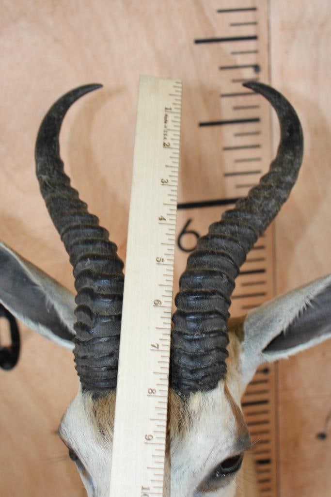 SPRINGBOK Shoulder Mount - 7