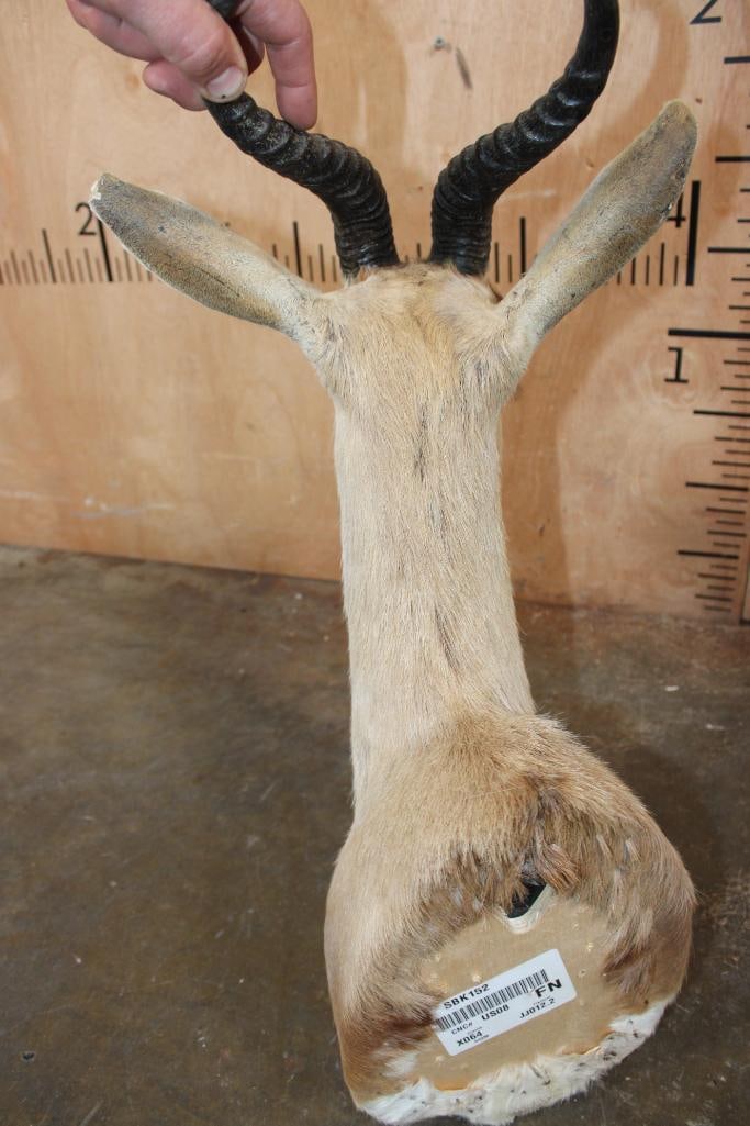 SPRINGBOK Shoulder Mount - 8