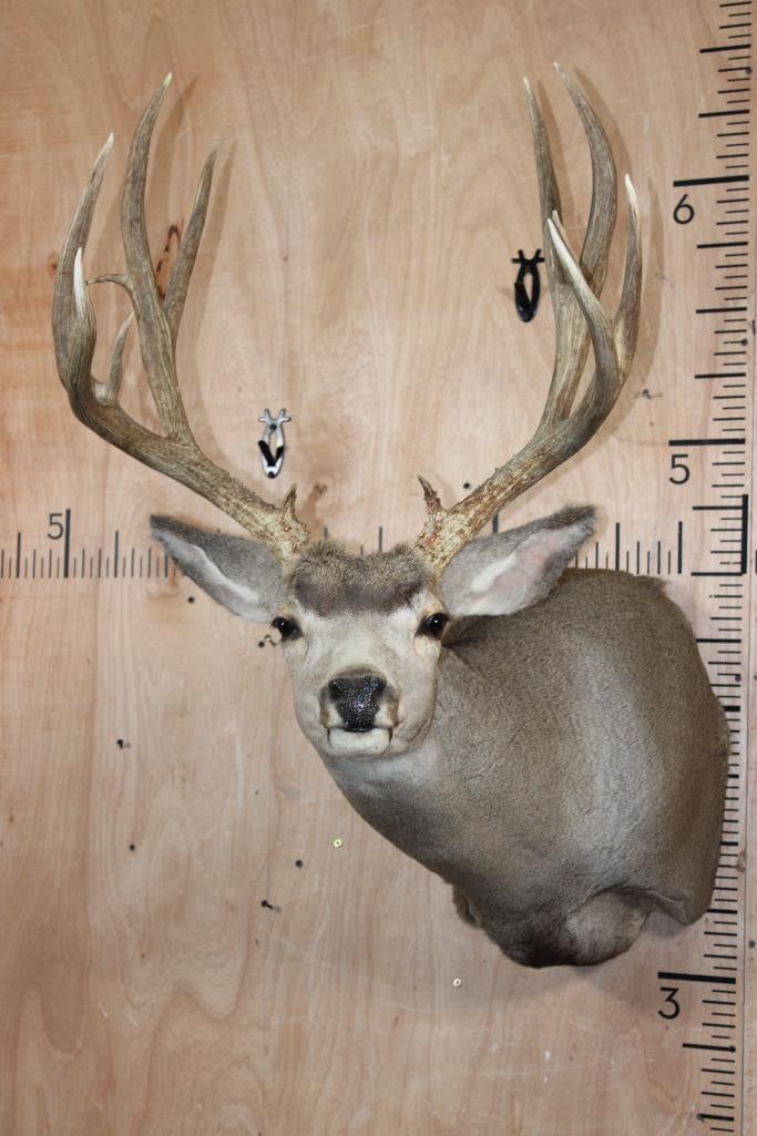 13-Point MULE DEER Shoulder Mount: Very Nice and Clean *Like New* 13-Point MULE DEER Shoulder Mount. It has a 21 3/8" Spread and is in Immaculate Conditon. TAXIDERMY 