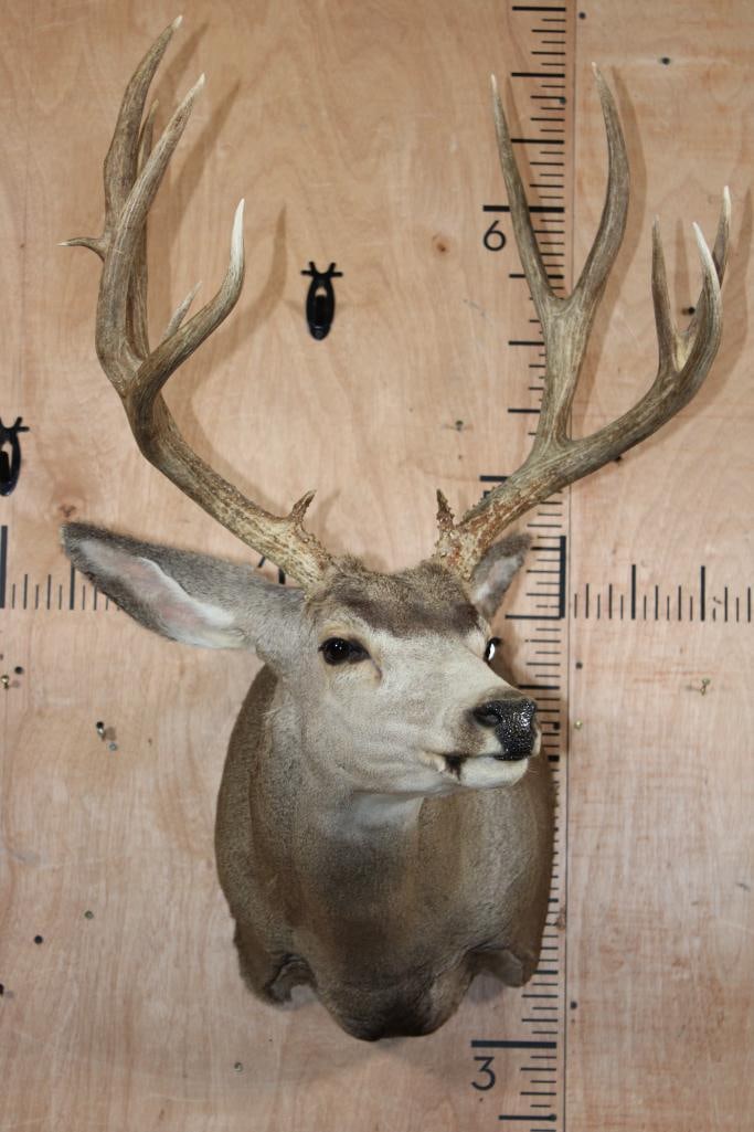 13-Point MULE DEER Shoulder Mount - 2