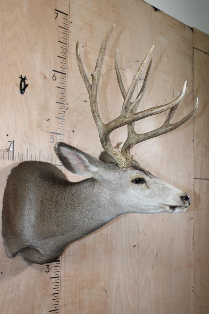 13-Point MULE DEER Shoulder Mount - 3