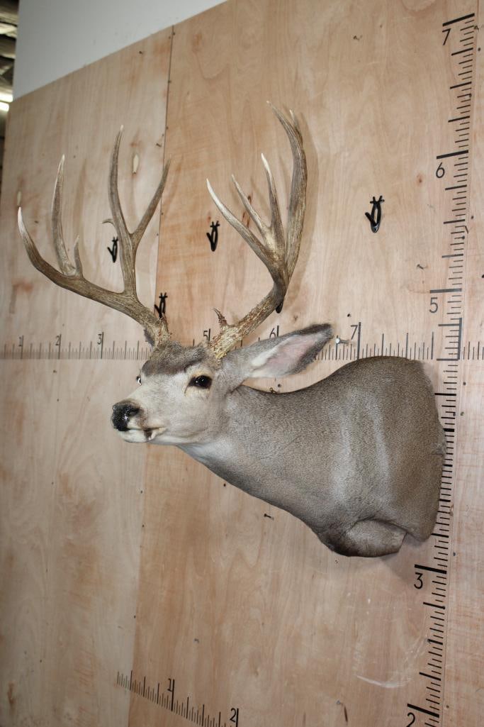 13-Point MULE DEER Shoulder Mount - 4