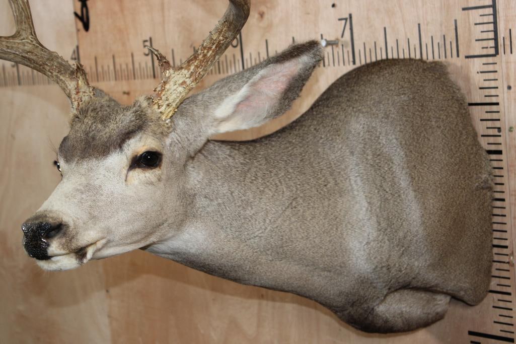 13-Point MULE DEER Shoulder Mount - 5