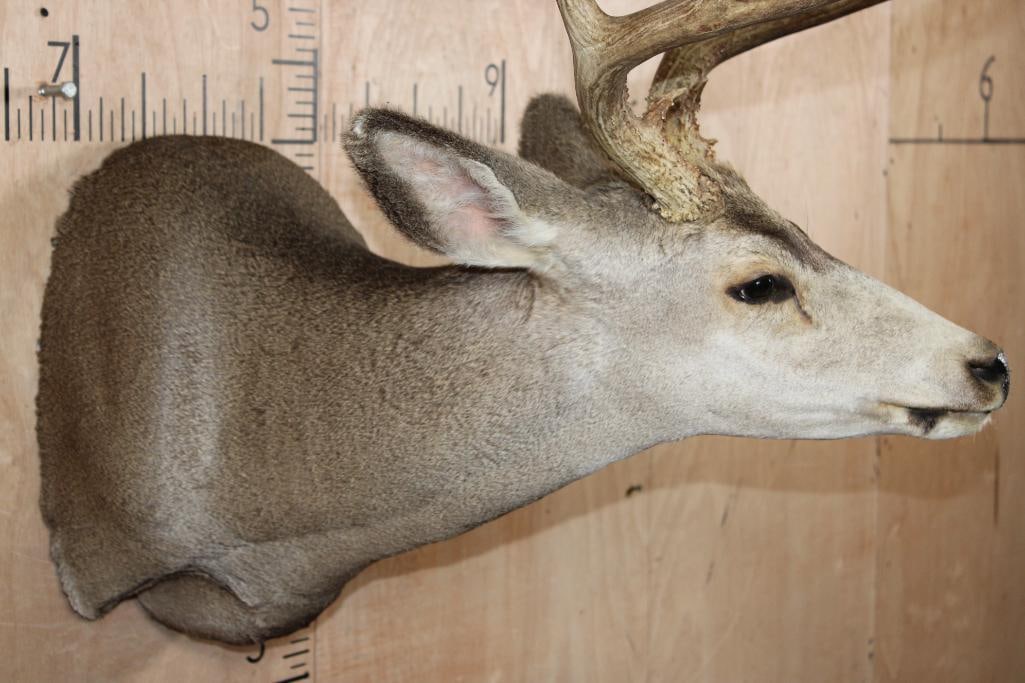13-Point MULE DEER Shoulder Mount - 6