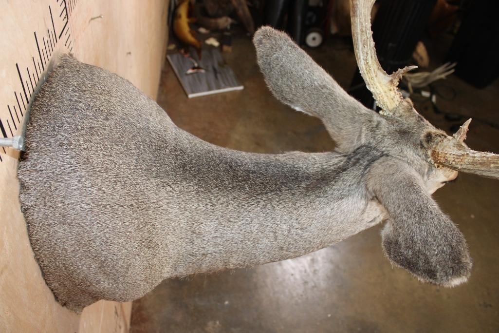 13-Point MULE DEER Shoulder Mount - 7