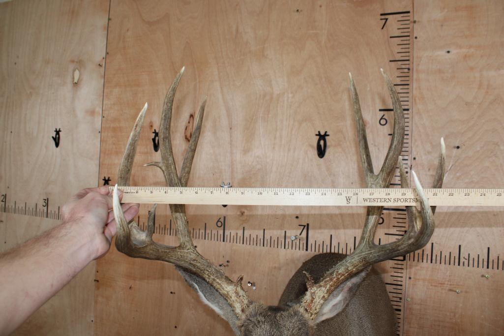 13-Point MULE DEER Shoulder Mount - 8