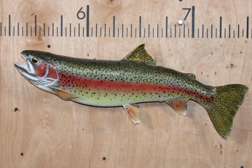 *Real Skin* RAINBOW TROUT Fish Mount: *Real Skin* RAINBOW TROUT Fish Mount. It measures 24.5" Long and is in Good Condition. TAXIDERMY FISH 