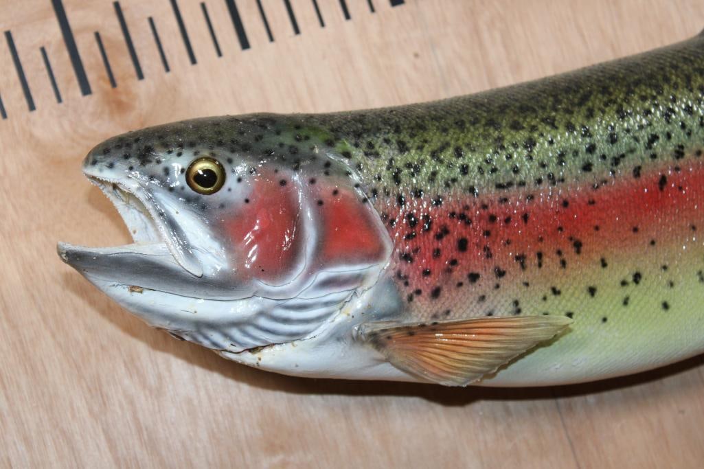*Real Skin* RAINBOW TROUT Fish Mount - 2