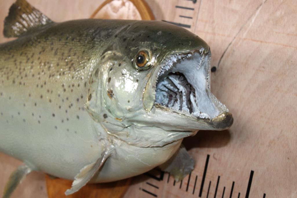 *Real Skin* LAKE TROUT mounted on a Wood Plaque - 2